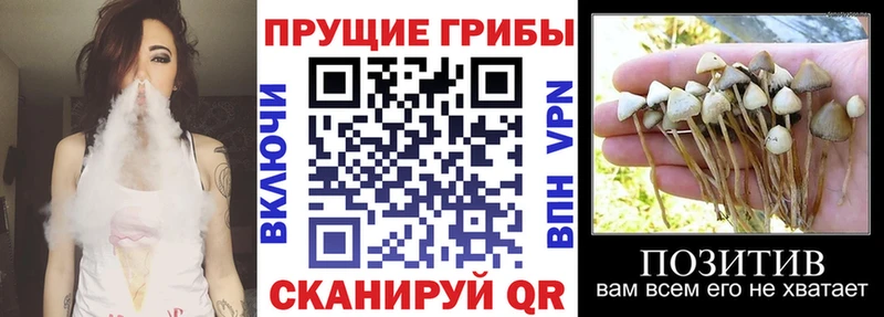Псилоцибиновые грибы Psilocybine cubensis  Купить где  Спас-Деменск 
